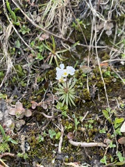 Androsace adfinis