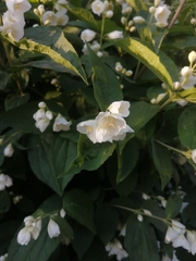 Philadelphus coronarius