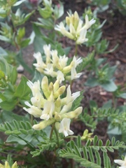 Astragalus bolanderi