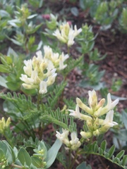 Astragalus bolanderi