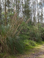 Cortaderia nitida