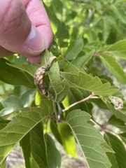 Contarinia negundinis