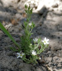 Thecophora propinqua