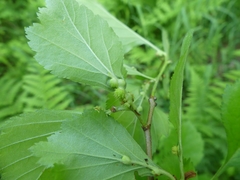 Dasineura crataegibedeguar