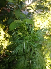 Artemisia vulgaris