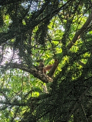Sciurus vulgaris