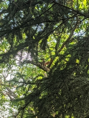 Sciurus vulgaris