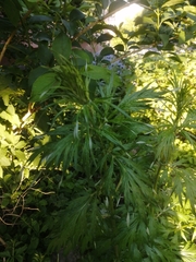 Artemisia vulgaris