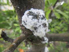 Aphididae