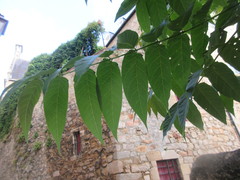 Ailanthus altissima