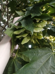 Acer platanoides
