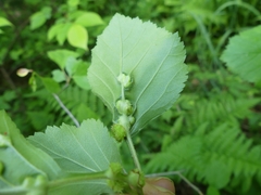 Dasineura crataegibedeguar