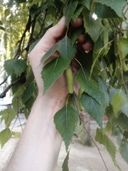 Betula pendula