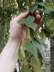 Betula pendula