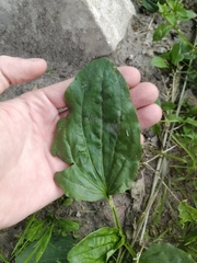 Plantago major