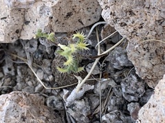 Pectocarya recurvata