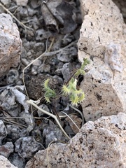 Pectocarya recurvata