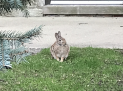 Sylvilagus floridanus