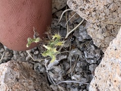 Pectocarya recurvata
