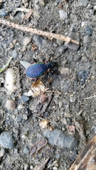Carabus vietinghoffii