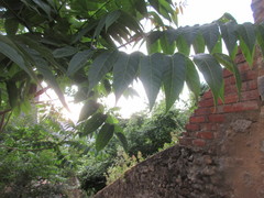 Ailanthus altissima