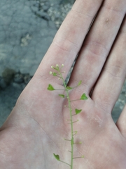 Capsella bursa-pastoris