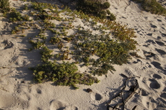 Chenolea diffusa