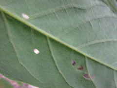 Ailanthus altissima