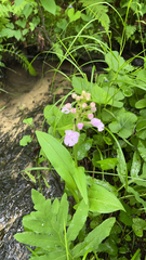 Platanthera psycodes