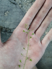 Capsella bursa-pastoris