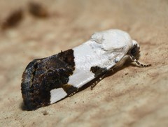 Tarache tetragona