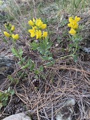 Thermopsis divaricarpa