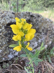 Thermopsis divaricarpa