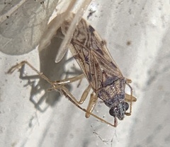 Ozophora laticephala