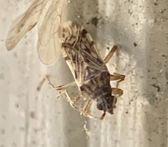 Ozophora laticephala