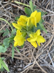 Thermopsis divaricarpa