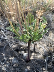 Cymopterus longipes