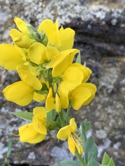 Thermopsis divaricarpa