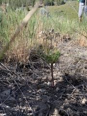 Cymopterus longipes