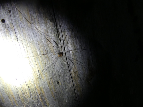 Amilenus aurantiacus