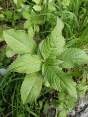 Impatiens parviflora
