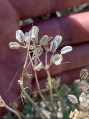 Cymopterus longipes