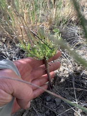 Cymopterus longipes