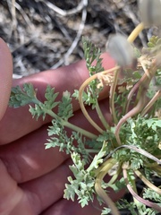 Cymopterus longipes