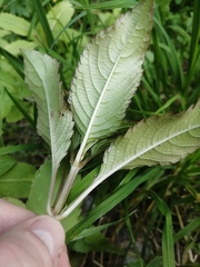 Impatiens parviflora
