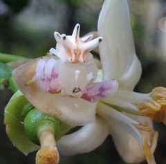 Epicadus heterogaster