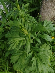 Artemisia vulgaris