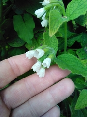 Symphytum orientale