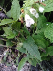Symphytum orientale