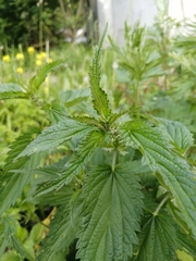 Urtica dioica